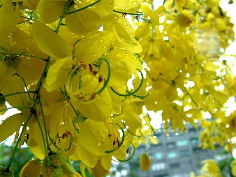 蒼然訣 黃色的花樹木